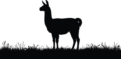 Fototapeta premium Black silhouette of a llama standing in a field of grass, isolated on a white background, farm animal for rural landscape