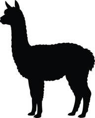 Fototapeta premium Black silhouette of a standing llama isolated on a white background, side view of a long-necked animal with fluffy wool and pointed ears