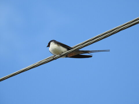 swallow on wire