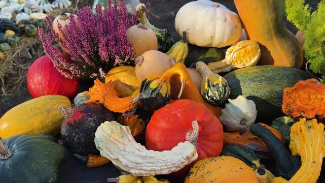 pumpkin patch at farm with mix of colors