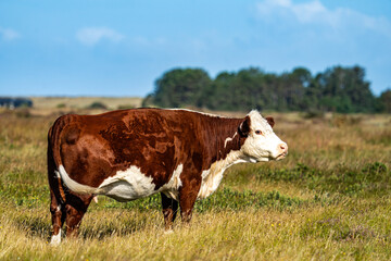 Brown and white cow standing in a grassy meadow on Læsø © René Dyhr