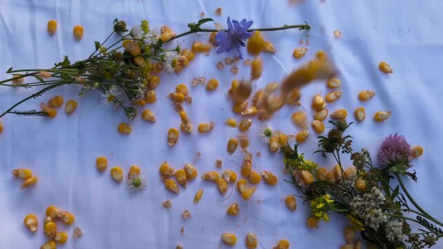 Falling Corn Kernels on White Background with Wildflowers
