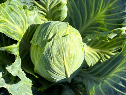 White cabbage growth in vegetable garden.