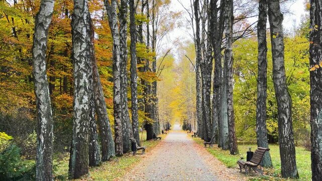 Mature birch tree with wide low branches arching over park floor blanketed by dense layer of golden-yellow fallen leaves, late autumn daytime scene with scattered green shrubs and distant tree line