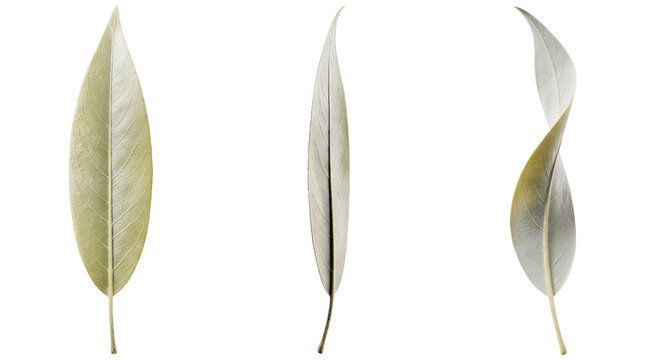 Silvery willow leaf views set isolated on transparent background.
