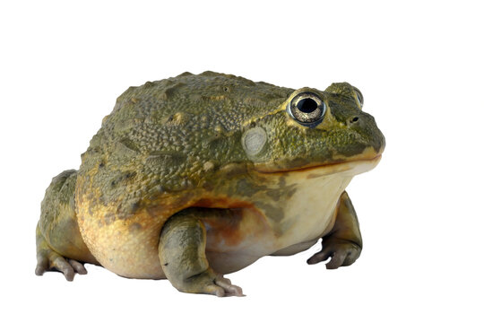 a front view close up shot of a giant african bullfrog (pyxicephalus adspersus) sitting calmly isolated on a white background