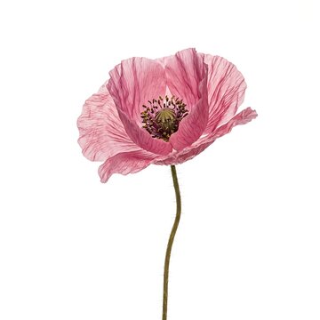PNG Delicate pink flower illustration, realistic poppy botanical element on a clean white background