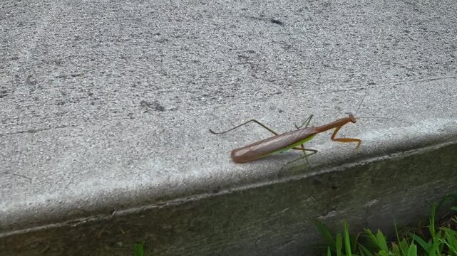 The Chinese mantis (Tenodera sinensis) is a large predatory insect with brownish-green coloration.