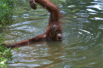 young sumatran orangutan (pongo abelii) wading and playing in river water © DS light photography