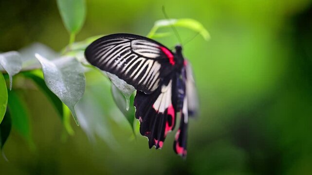 Black and White Butterfly Resting on Foliage with Wings Partly Open