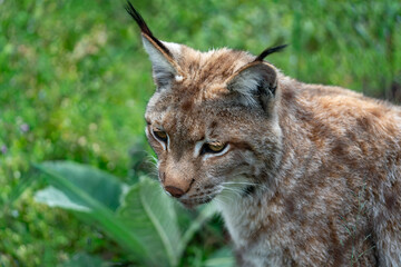 Detailed close-up portrait of a wild Eurasian lynx with black ear tufts and amber eyes looking down against a blurred green foliage background in a forest reserve. © Christos