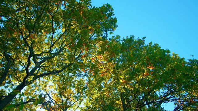 Forest canopy background with vibrant golden foliage. Looking up at majestic autumn crowns