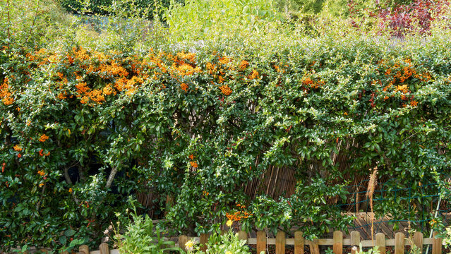 Pyracantha coccinea - Red firethorn,  bushy shrub with spiny branches adorned with oval green leaves and red and orange berries forming a defensive and decorative hedge