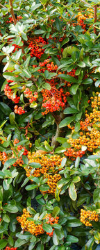 Red firethorn or fire bush  (Pyracantha coccinea) producing clusters of red and orange berries on spiny branches covered with oval glossy green leaves