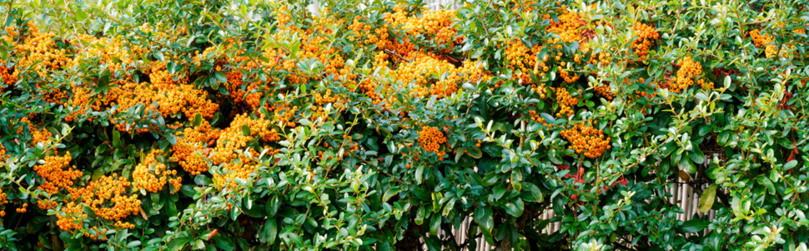 (Pyracantha coccinea) Ornamental and impenetrable shrub of bushy habit with glossy oval dark green leaves on spiny branches, adorned with clusters of round orange berries

