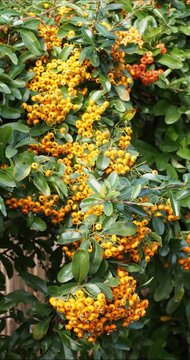 Red or scarlet firethorn (Pyracantha coccinea) with  glossy oval green leaves with wavy margins  on spiny branches adorned with abundant clusters of orange-red berries

