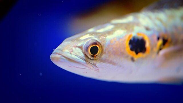 Spotted Aquarium Fish with an Orange-Rimmed Black Eyespot