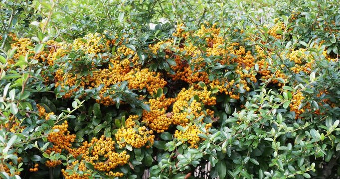 Pyracantha coccinea |  Red firethorn - Scarlet firethorn - Egyptian thorn - Everlasting thorn -  Fire bush.  thorny shrub with bushy habit, dark green foliage, and an abundance of orange-red berries