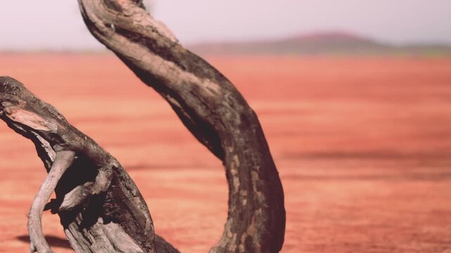 A unique winding tree trunk stands prominently against a vast red landscape, with gentle sunlight illuminating the scene. Sparse greenery hints at the harshness of the surroundings.