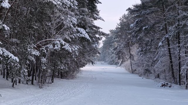 Snow covered pines in the coastal forest of Sobieszewo Island at winter, Poland.