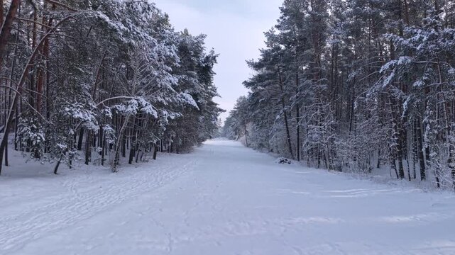 Snow covered pines in the coastal forest of Sobieszewo Island at winter, Poland.