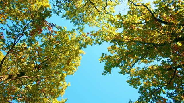 Forest canopy background with sunburst between branches. Low angle view of golden autumn woods