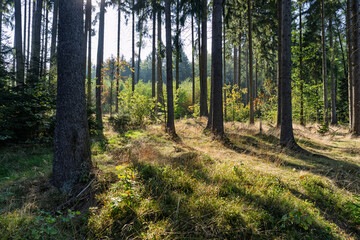 Fototapeta premium Sunlight filtering through tall trees in a beautiful autumn pine forest with shadows on the grass.