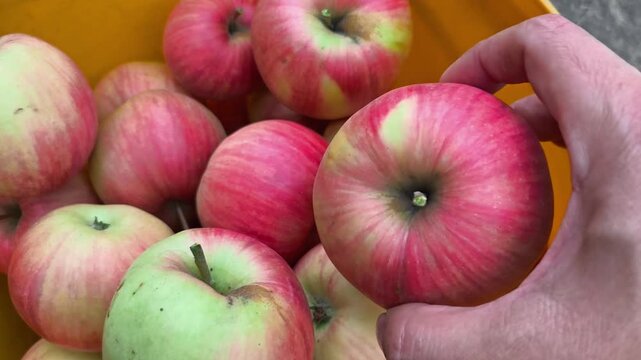 Close-up of an adult hand sorting ripe red and green apples in a yellow harvest bucket.