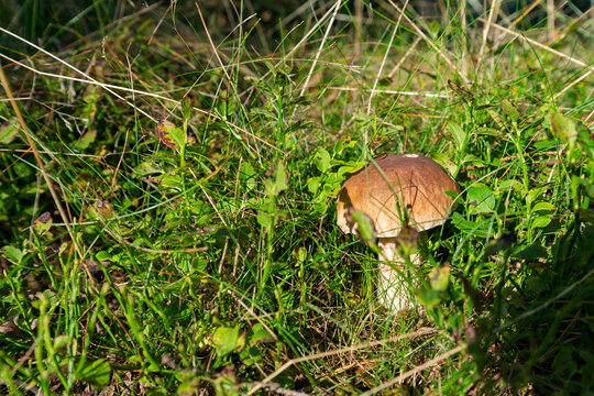 A wild porcini mushroom boletus edulis growing among green grass and blueberry bushes in sunny forest.