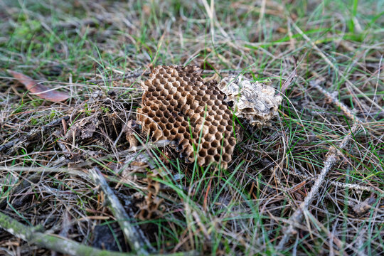 An abandoned wild wasp or hornet nest with empty honeycombs lying on the grassy forest floor.