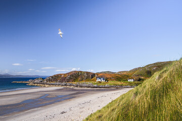 Morar Bay sandy beach with seagull in flight and white cottage nestled against autumn hills, Morar, Highland, Scotland © EyesTravelling