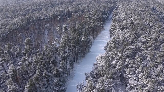 Snow covered pines in the coastal forest of Sobieszewo Island at winter, Poland.