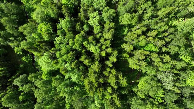 Aerial of a forest along the beautiful coast of Norway.