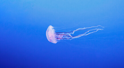 Minimalist pink medusa banner on blue gradient background © Minakryn Ruslan 