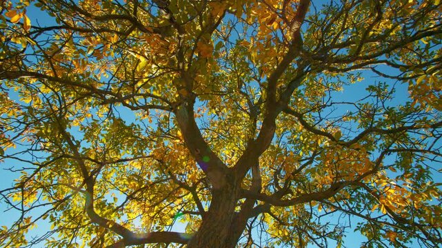 Golden crowns in autumn woodland background. Upward shot of vibrant yellow fall tree leaves