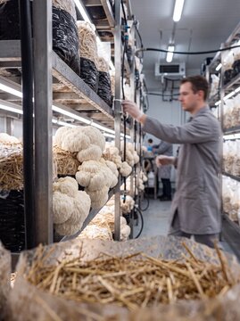 Agricultural Worker Inspecting Lion's Mane Mushrooms in Modern Indoor Vertical Farm