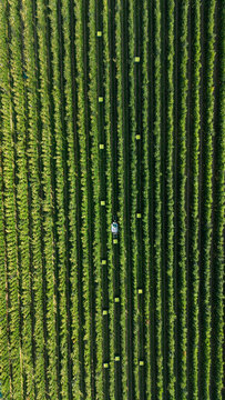 Aerial view of Italian Apple Orchards with perfectly aligned rows of trees and scattered yellow harvest crates in the lush landscape of Lasa, South Tyrol, Italy.