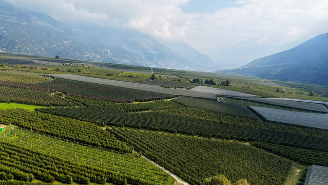 Aerial view of Italian Apple Orchards with rows of trees covered by protective netting in the valley landscape of Lasa, South Tyrol, Italy.