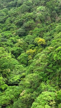 Aerial of the forest covered mountains on the east coast of Taiwan.