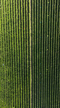 Aerial view of Italian Apple Orchards with perfectly aligned rows of green trees stretching across the agricultural landscape in Lasa, South Tyrol, Italy.