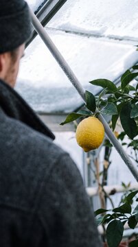 Ripe yellow lemon hanging on a citrus tree branch inside a greenhouse with a gardener in winter clothes looking at the fruit