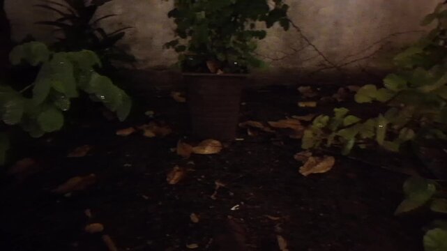Noche lluviosa en el jard&iacute;n