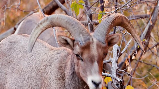 Wild Bighorn Sheep in Zion National Park. Utah, USA.