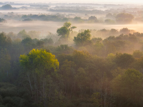 Aerial view of De Brand nature reserve featuring dense forest canopy shrouded in morning mist with soft golden sunlight filtering through the trees in Udenhout, North Brabant, Netherlands.