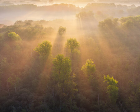 Aerial view of De Brand nature reserve featuring green trees emerging through thick morning mist with golden sunbeams filtering through the canopy in Udenhout, North Brabant, Netherlands.