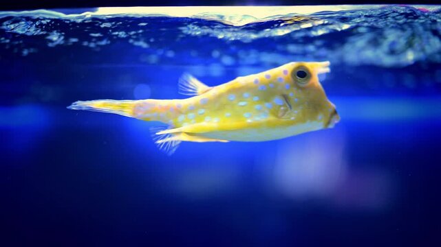 Spotted Yellow Cowfish Swimming Near the Water Surface