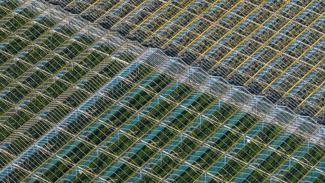 Aerial view of a large greenhouse complex with repeating glass roof structures and green crops in Hoddesdon, England, United Kingdom.