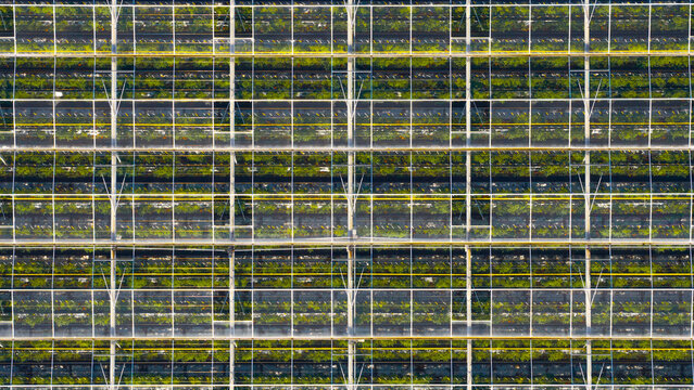 Aerial view of a large industrial greenhouse with rows of green plants arranged in a grid pattern in Hoddesdon, England, United Kingdom.