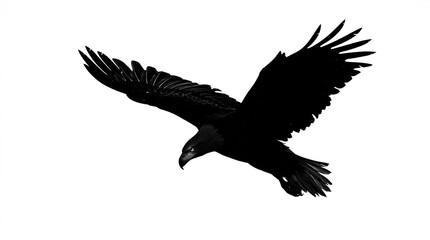 Fototapeta premium Black silhouette of a bird in flight with wings spread against a white background silhouette background wildlife movement