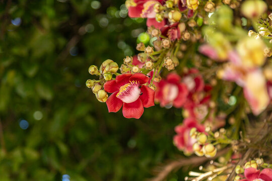 Alguns galhos de Abric&oacute; de Macaco carregados de flores. Couroupita guianensis.